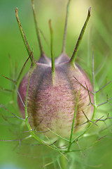 Image showing Love-in-a-mist seed head macro