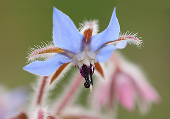 Image showing Pale blue borage flower macro