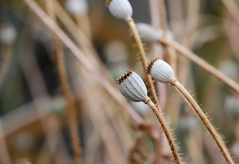 Image showing Dry poppy seed heads macro