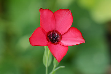 Image showing Red flax flower macro