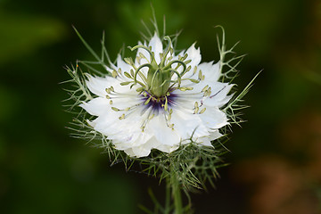 Image showing White love-in-a-mist flower macro