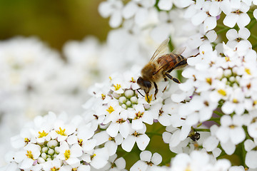 Image showing Honey bee on white candytuft flowers macro