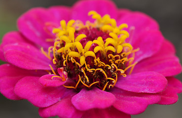 Image showing Bright pink zinnia flower macro