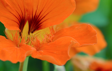 Image showing Orange nasturtium flower abstract macro