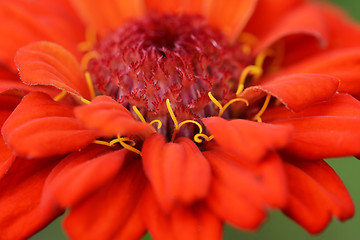 Image showing Red zinnia flower abstract macro