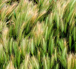 Image showing Background of Green Wheat