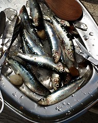 Image showing Raw Fresh Sardines