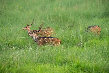 Image showing Sika or spotted deers herd in the elephant grass