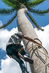 Image showing Adult male climbs coconut tree to get coco nuts