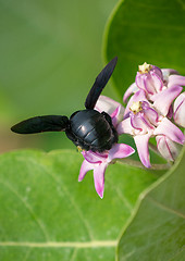 Image showing Xylocopa valga or carpenter bee on Apple of Sodom flowers