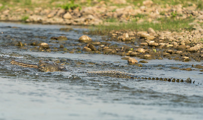Image showing gharial or false gavial portrait in the river