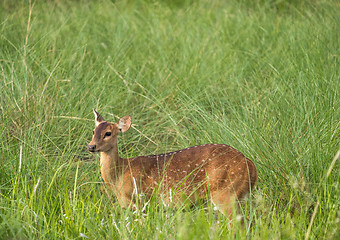 Image showing Sika or spotted deer in elephant grass tangle