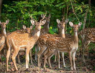 Image showing Sika or spotted deers herd in the jungle