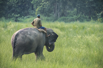 Image showing Mahout or elephant rider riding a female elephant