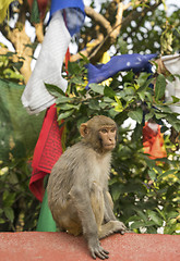 Image showing Monkey and prayer flags from Swayambunath temple in Kathmandu