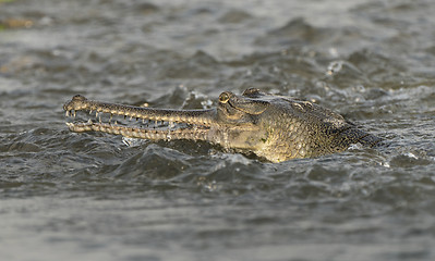 Image showing gharial or false gavial close-up portrait in the river