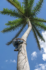 Image showing Adult male climbs coconut tree to get coco nuts