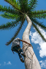 Image showing Adult male climbs coconut tree to get coco nuts