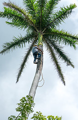 Image showing Adult male climbs coconut tree to get coco nuts