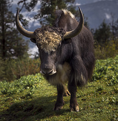 Image showing Yak or nak feeding in the Nepal highlands