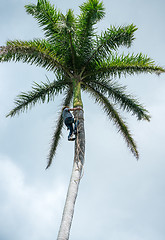 Image showing Adult male climbs coconut tree to get coco nuts