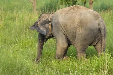 Image showing Asian elephant eating grass or feeding in the wild