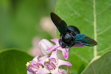 Image showing Xylocopa valga or carpenter bee on Apple of Sodom flowers