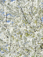 Image showing Cherry blossom white flowers as floral pattern