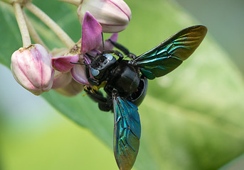 Image showing Xylocopa valga or carpenter bee on Apple of Sodom flowers