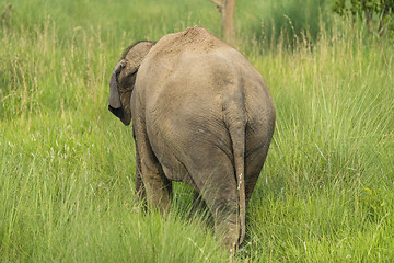 Image showing Asian elephant eating grass or feeding in the wild