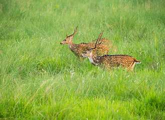 Image showing Sika or spotted deers herd in the elephant grass