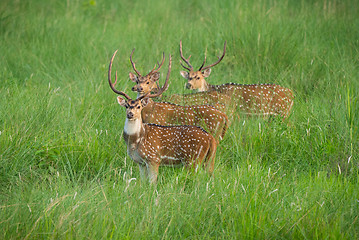 Image showing Sika or spotted deers herd in the elephant grass