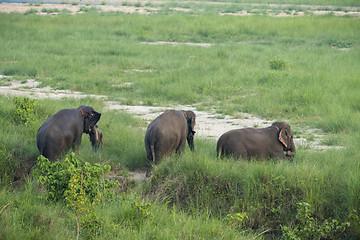 Image showing Group of Asian elephant bathing in the pond