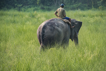 Image showing Mahout or elephant rider riding a female elephant