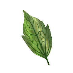 Image showing Hand drawn watercolor leaf isolated on white background, digital