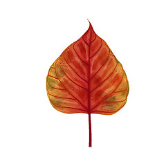 Image showing Hand drawn watercolor leaf isolated on white background, digital