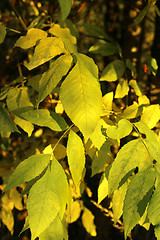 Image showing Beautiful yellow autumn branch