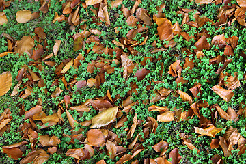 Image showing Dry autumn leaves and green leaves of clover