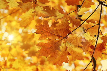 Image showing Beautiful autumn branch with sunlight