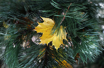 Image showing Bright yellow leaf of maple stuck in coniferous tree branches