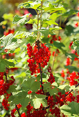 Image showing Bunch of bright red currants