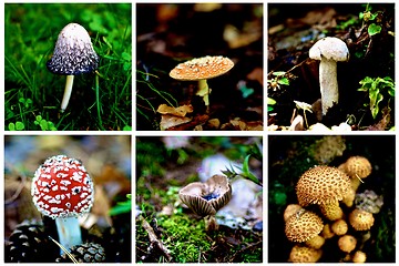 Image showing Collection of Poisonous Mushrooms