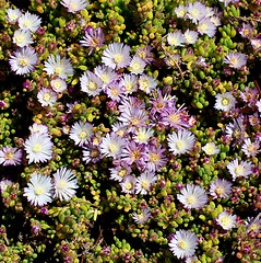 Image showing Background of Pink Iceplant Flowers