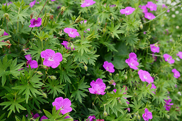 Image showing Purple bloody geranium plant