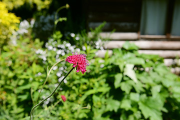 Image showing Pink knautia flower in verdant garden