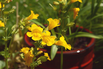 Image showing Yellow mimulus flowers with red spots