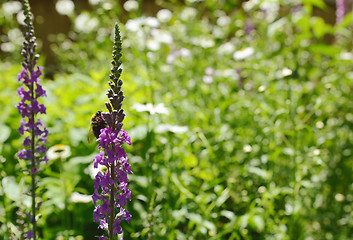 Image showing Bumblebee on purple loosestrife flower in flower garden