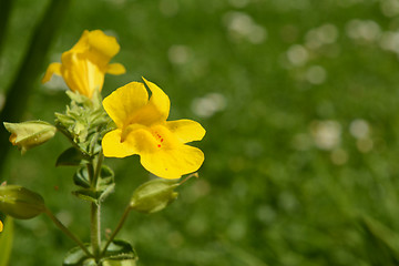 Image showing Mimulus flower with red spots