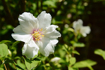 Image showing White philadelphus flower against green background