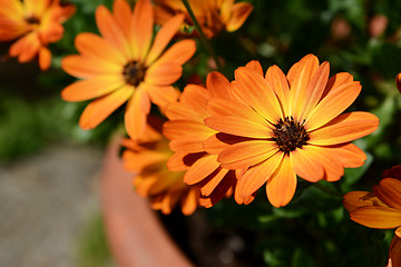 Image showing Orange African daisies